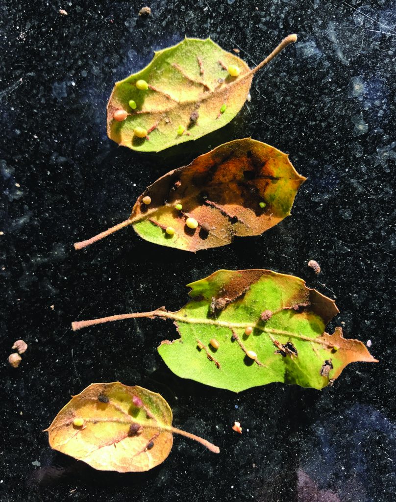 leaf galls from oak gall wasp